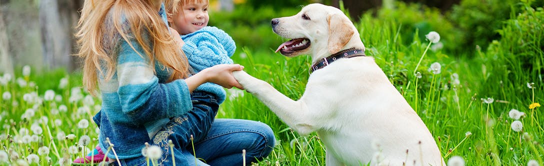 Corrective dog outlet leash