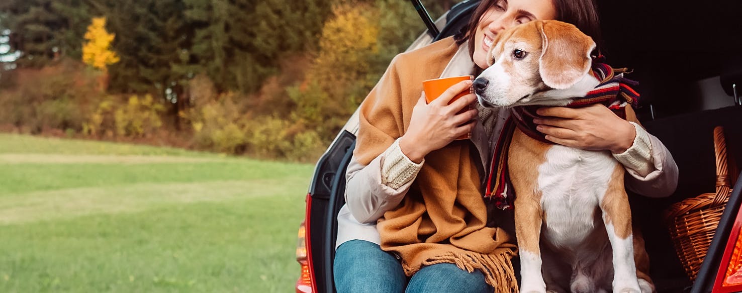 dogs travelling uk to ireland