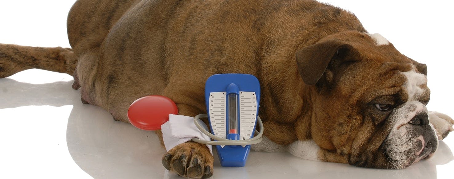 can you check a dogs blood pressure