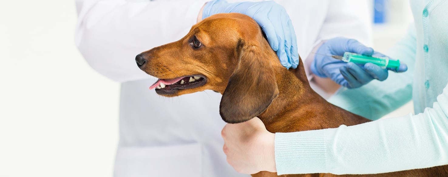 wellness-veterinary-anesthesiologist-hero-image