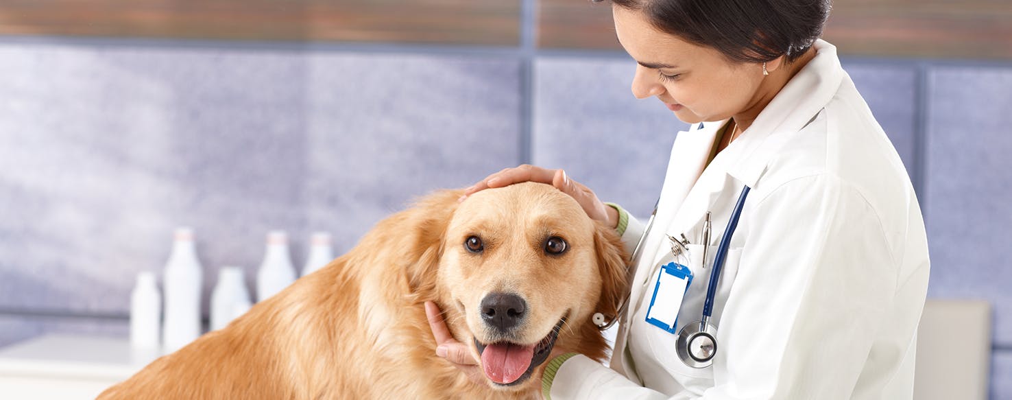 Animal wellness deals veterinary hospital