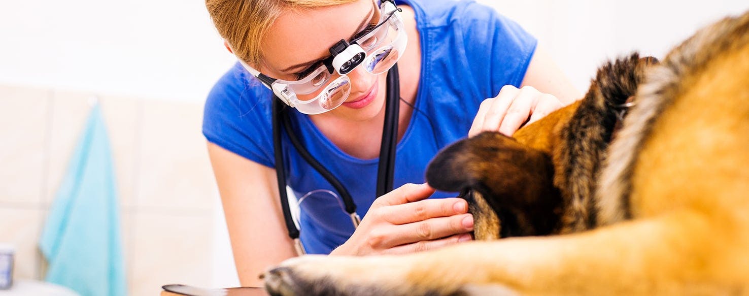 veterinary ophthalmologist care pet