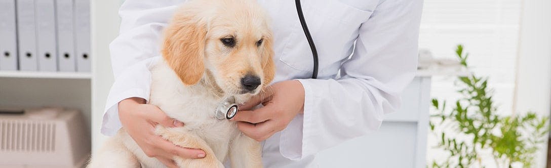 how much does a vet visit cost for a puppy