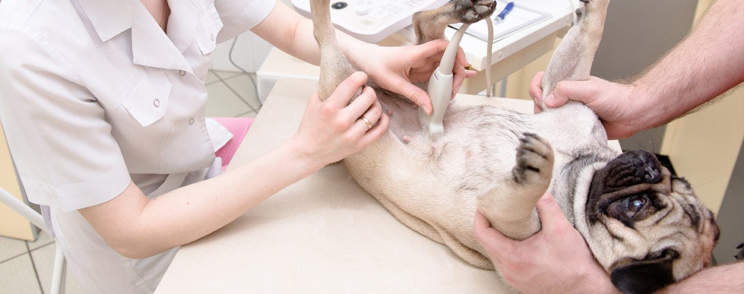 how soon can a vet tell if a dog is pregnant