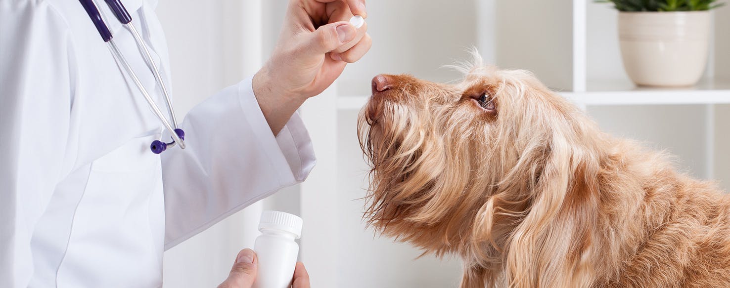 How to Choose the Perfect Antibiotic Cream for Dogs