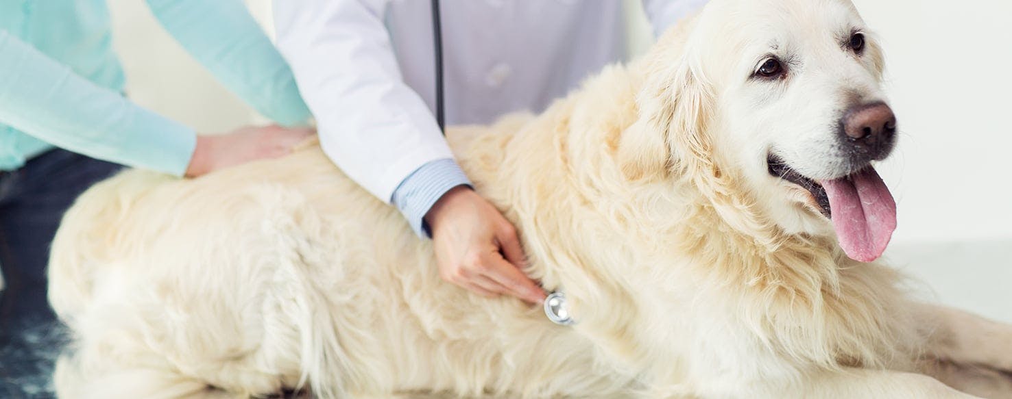 wellness-what-to-expect-at-your-dogs-annual-vet-checkup-hero-image