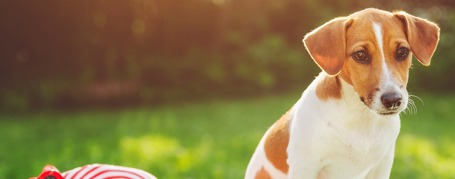 Human sunscreen outlet safe for dogs