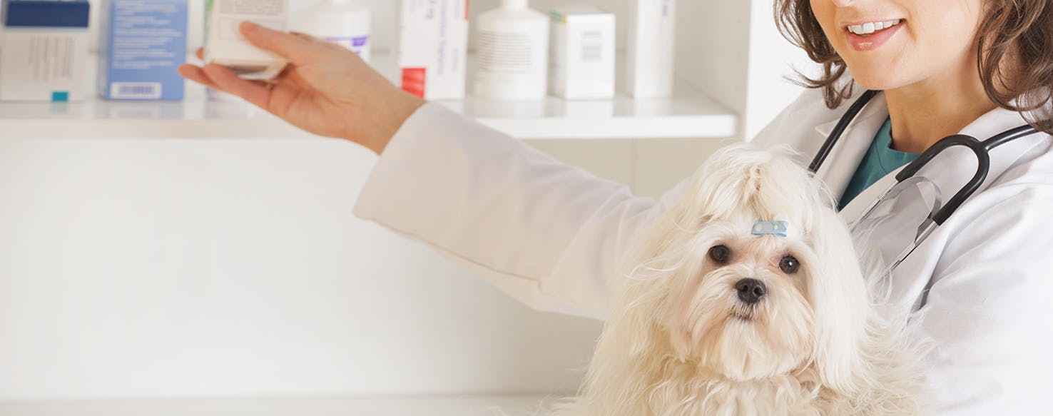 wellness-whats-the-catch-if-generic-drugs-are-as-effective-as-branded-ones-for-your-dog-hero-image