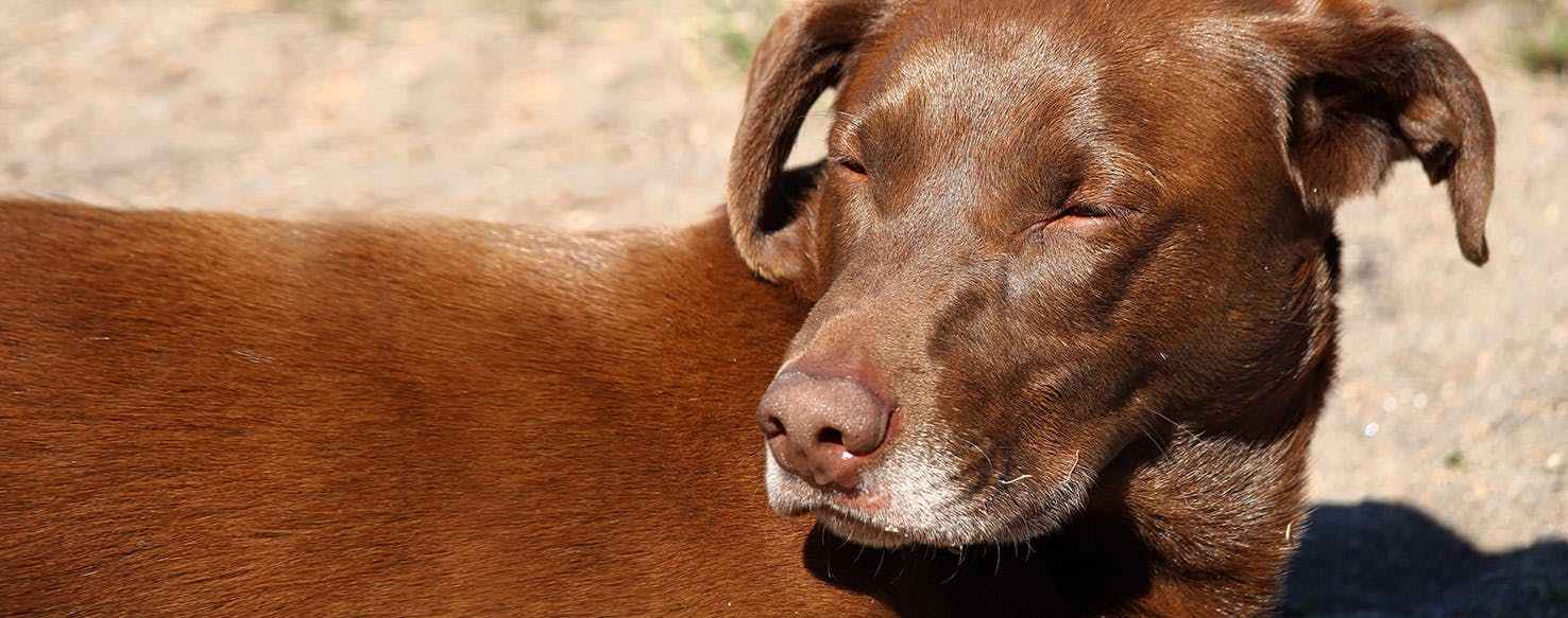 Dog swollen outlet muzzle