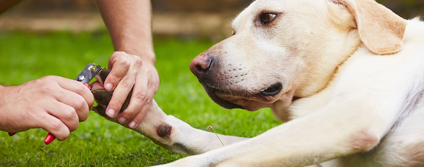 Help! My Dog Ripped a Nail Off! - Dr. Buzby's ToeGrips for Dogs