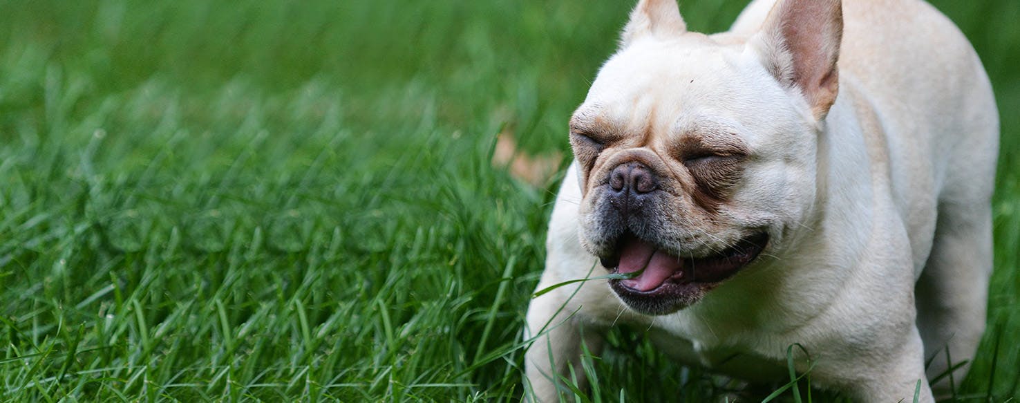 can grass get stuck in dogs throat