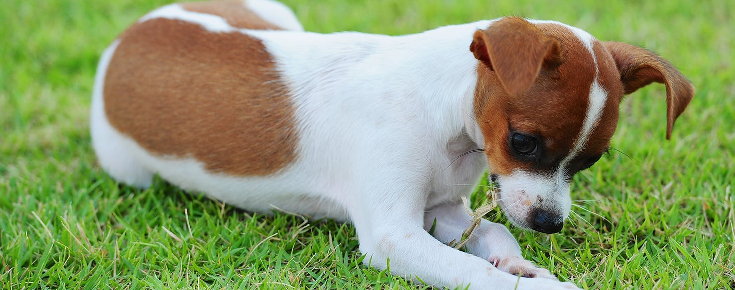 Dog eats hotsell grass vomits