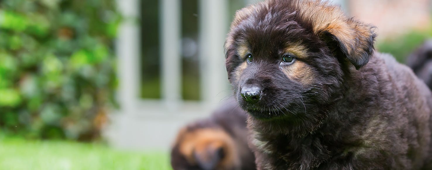 German shepherd sale puppy eating poop