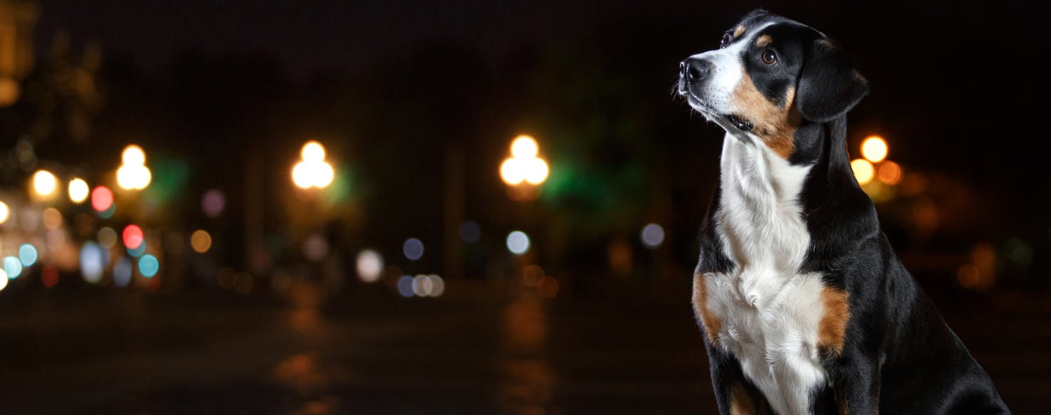 wellness-why-your-dog-sees-better-at-night-than-you-hero-image