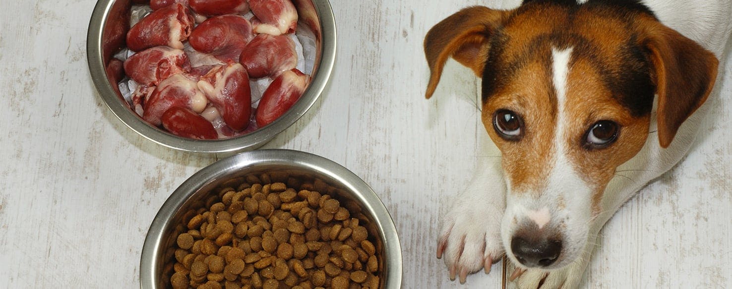 can you feed a dog too much liver