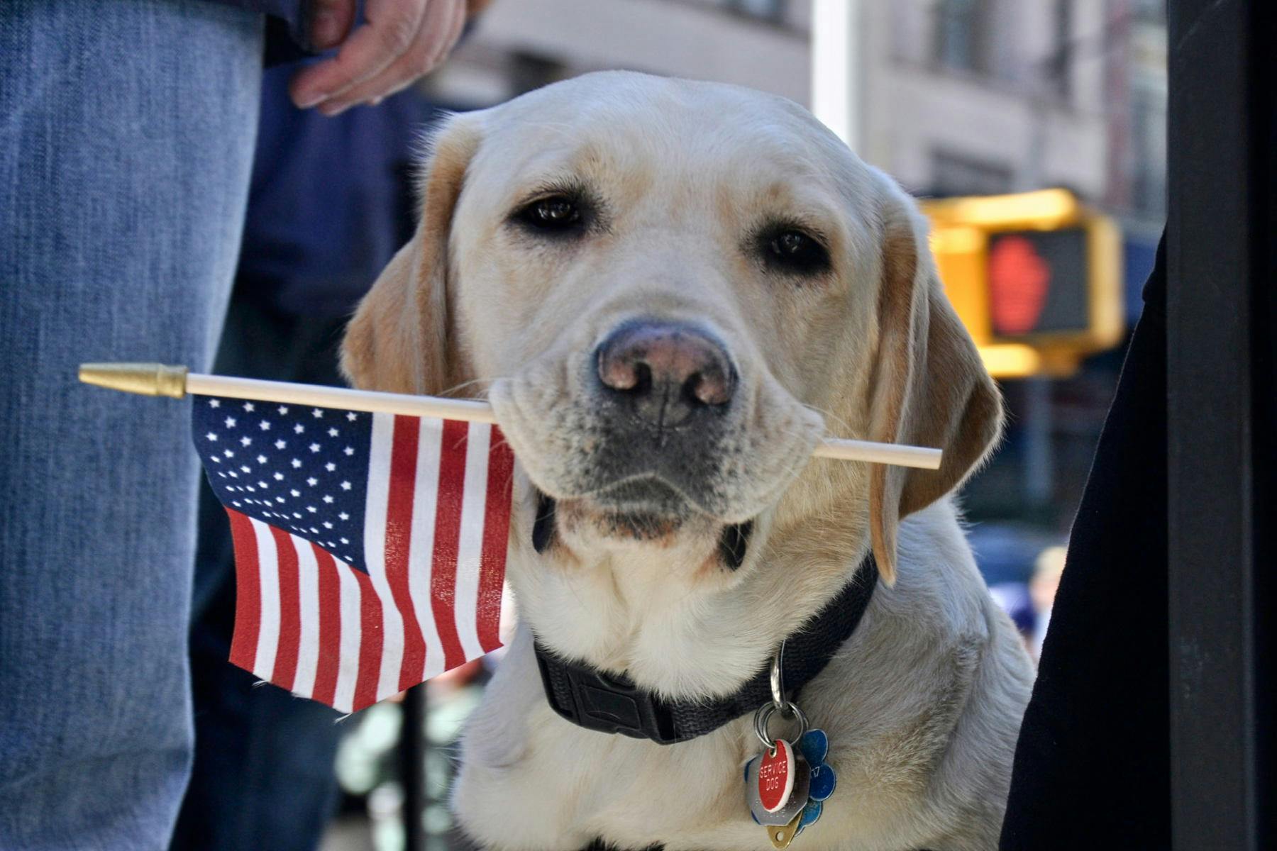 Top Dog Sitters and Boarders in Akron, OH Wag!