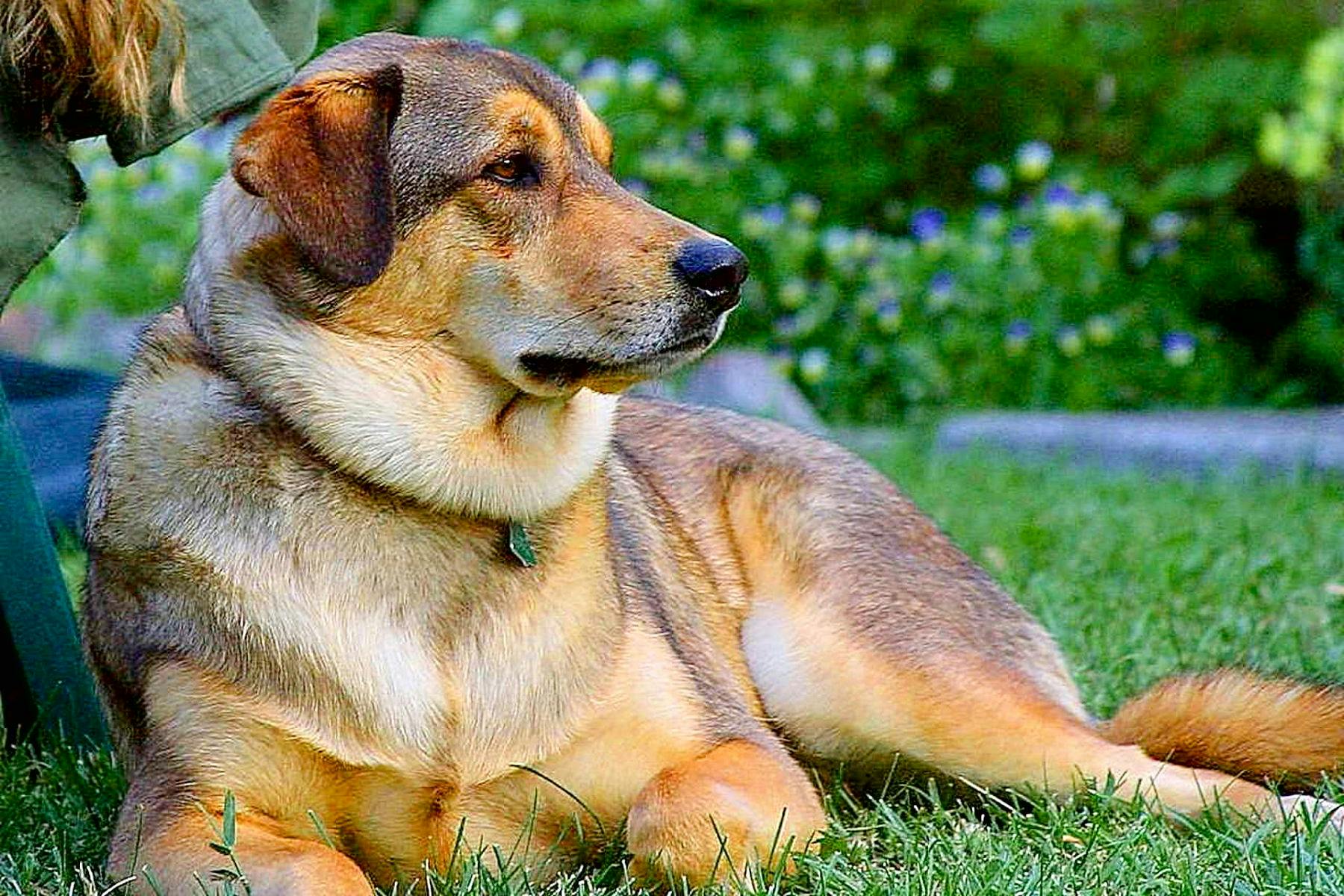 Top Dog Sitters and Boarders in Akron, OH Wag!