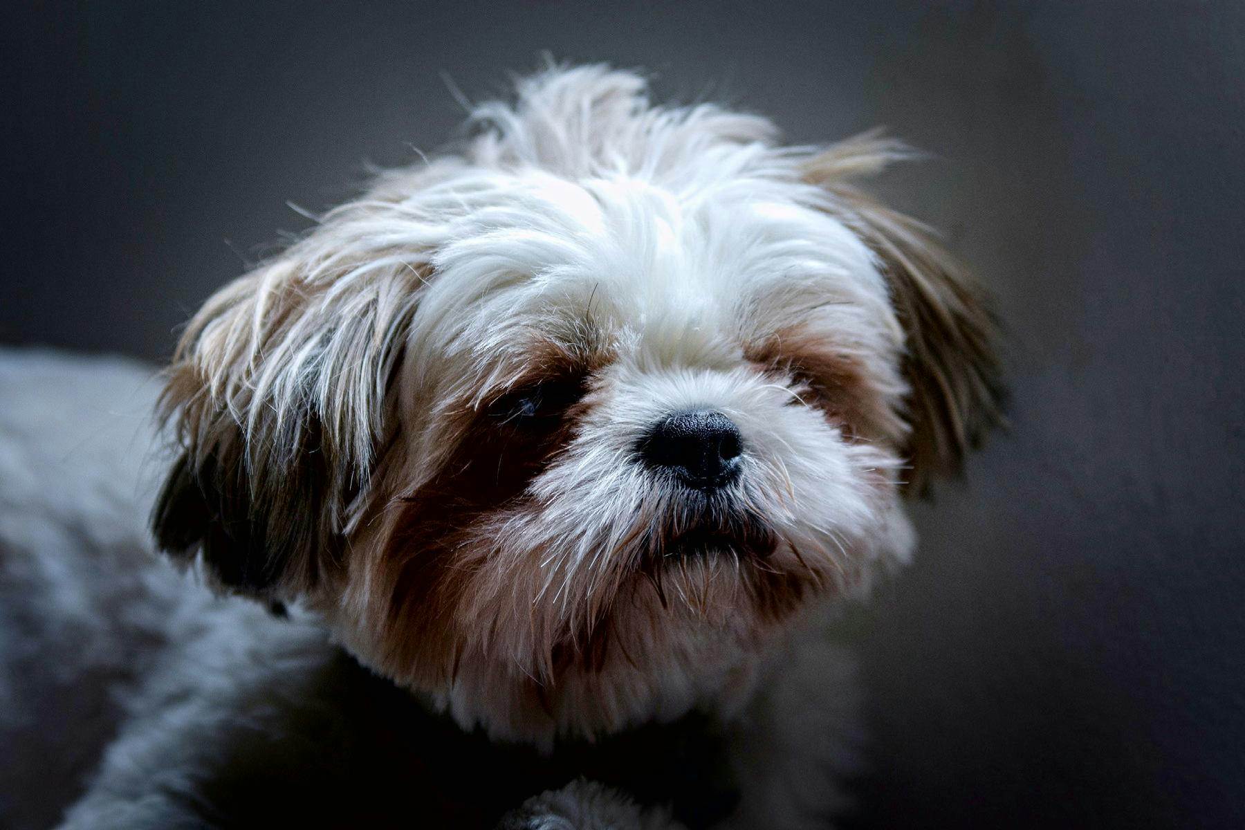 Top Dog Sitters and Boarders in Akron, OH Wag!