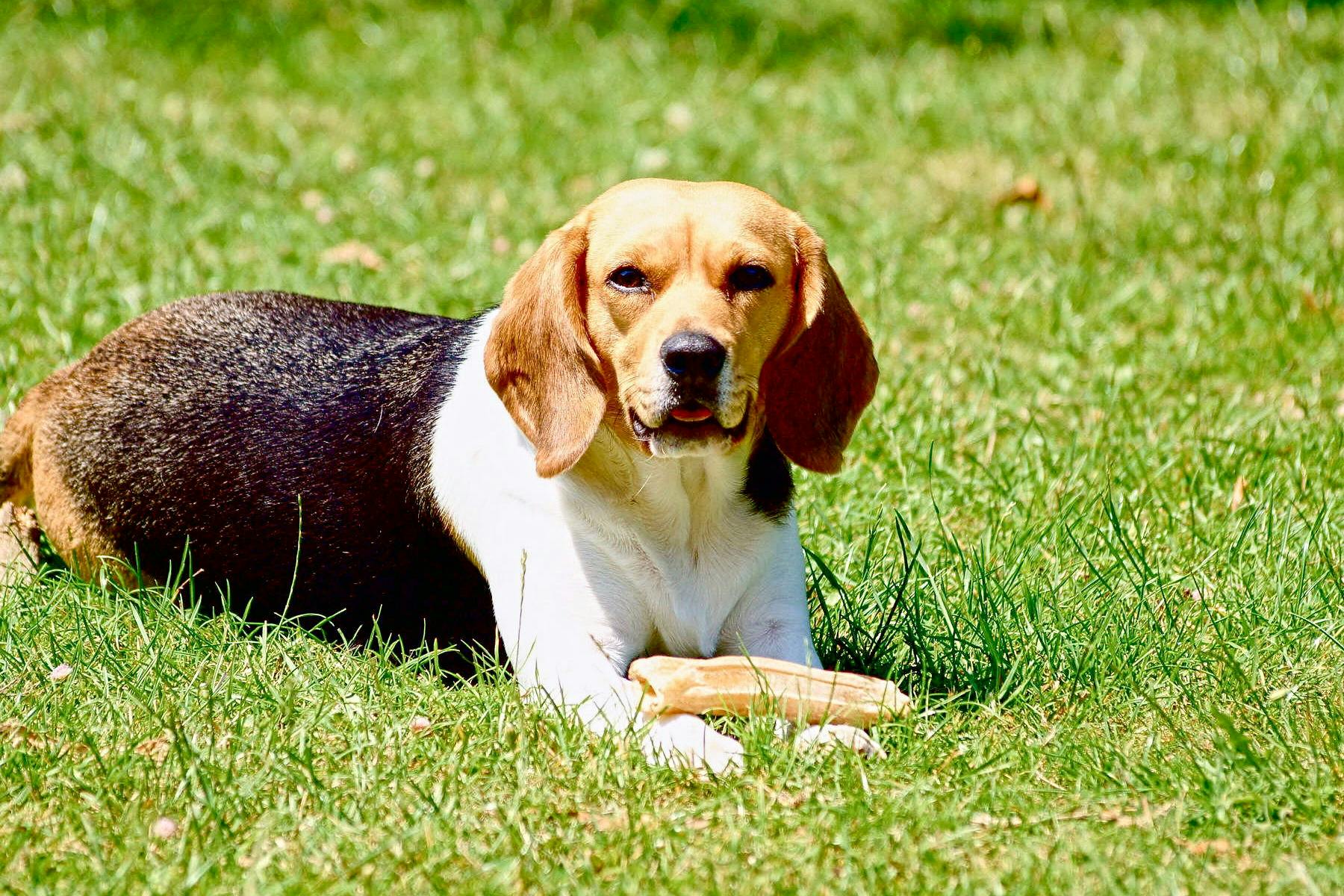 Top Dog Sitters and Boarders in Albany, NY Wag!