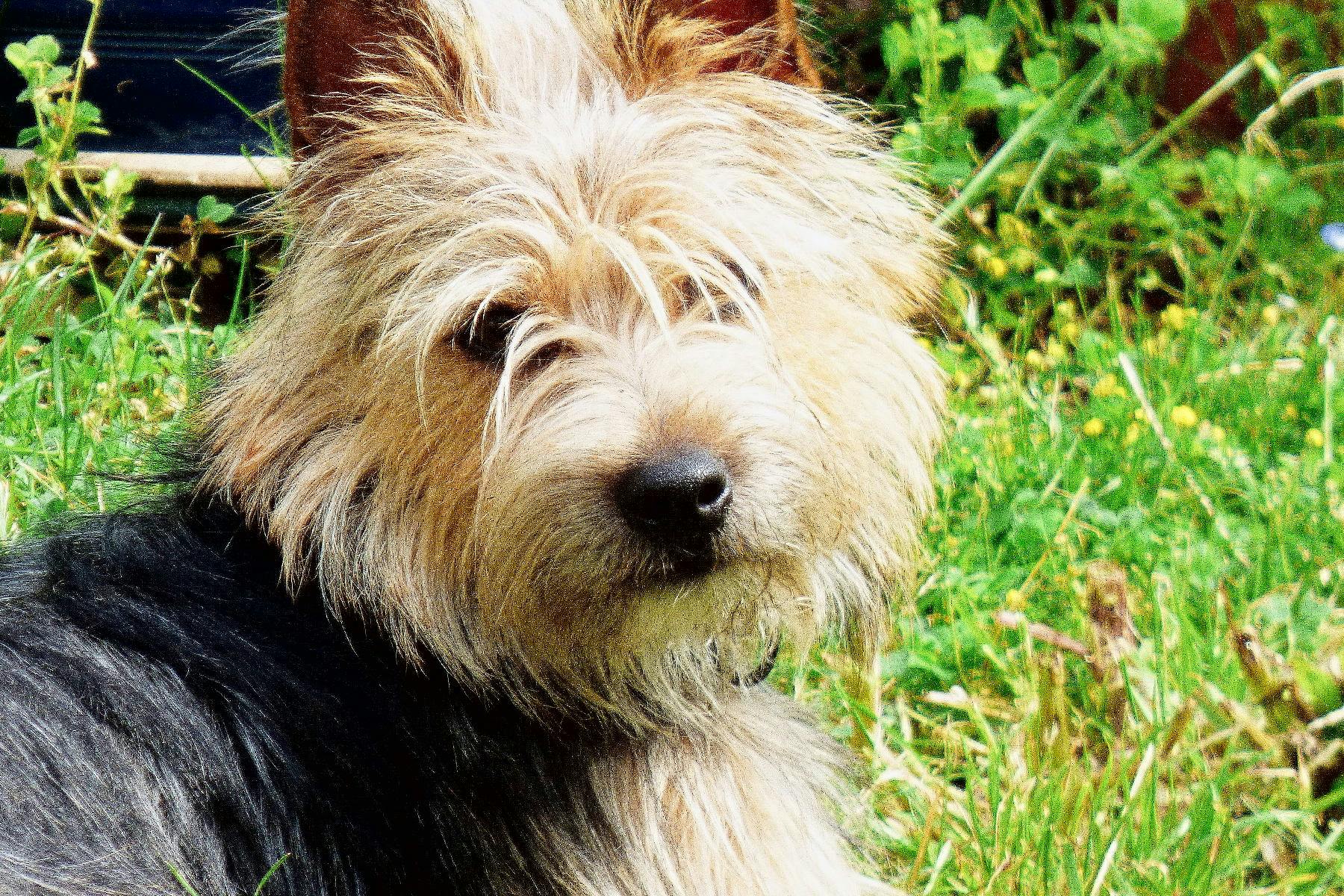 Top Dog Sitters and Boarders in Albany, NY Wag!