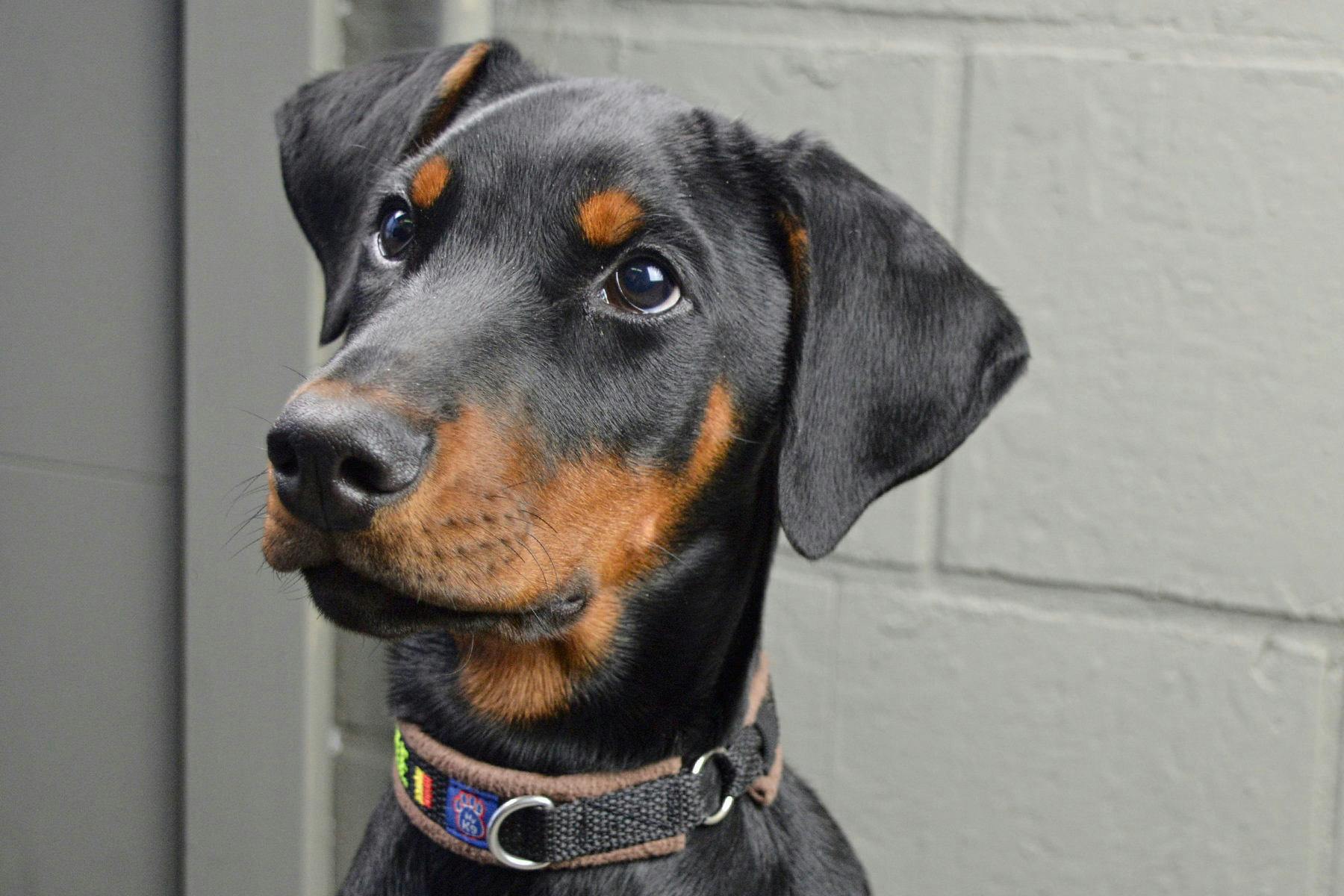 Top Dog Sitters and Boarders in Albany, NY Wag!