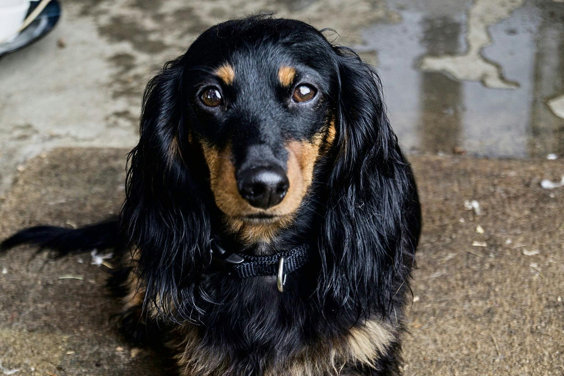 Top Dog Sitters and Boarders in Albany, NY Wag!