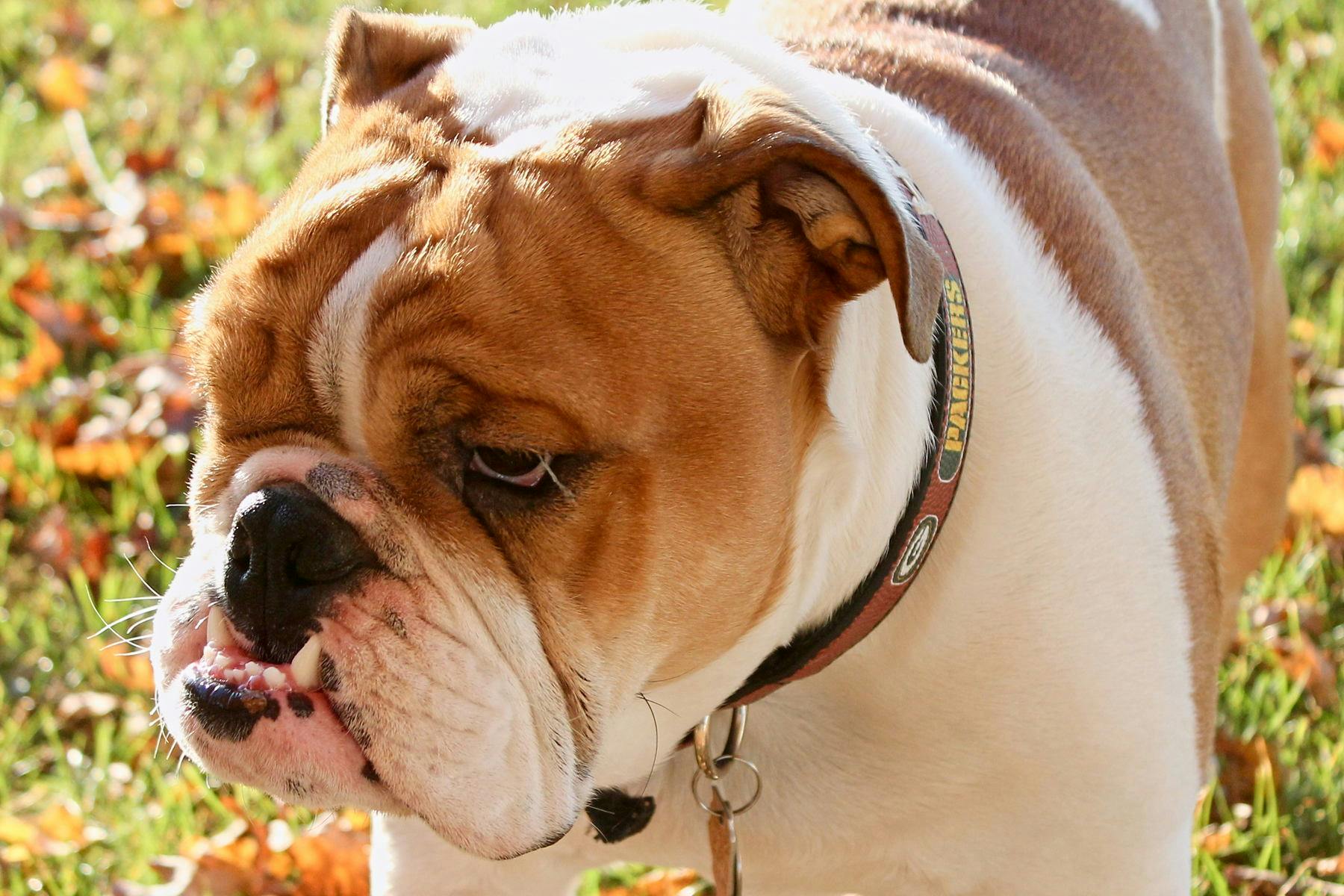 Top Dog Sitters and Boarders in Annapolis, MD Wag!