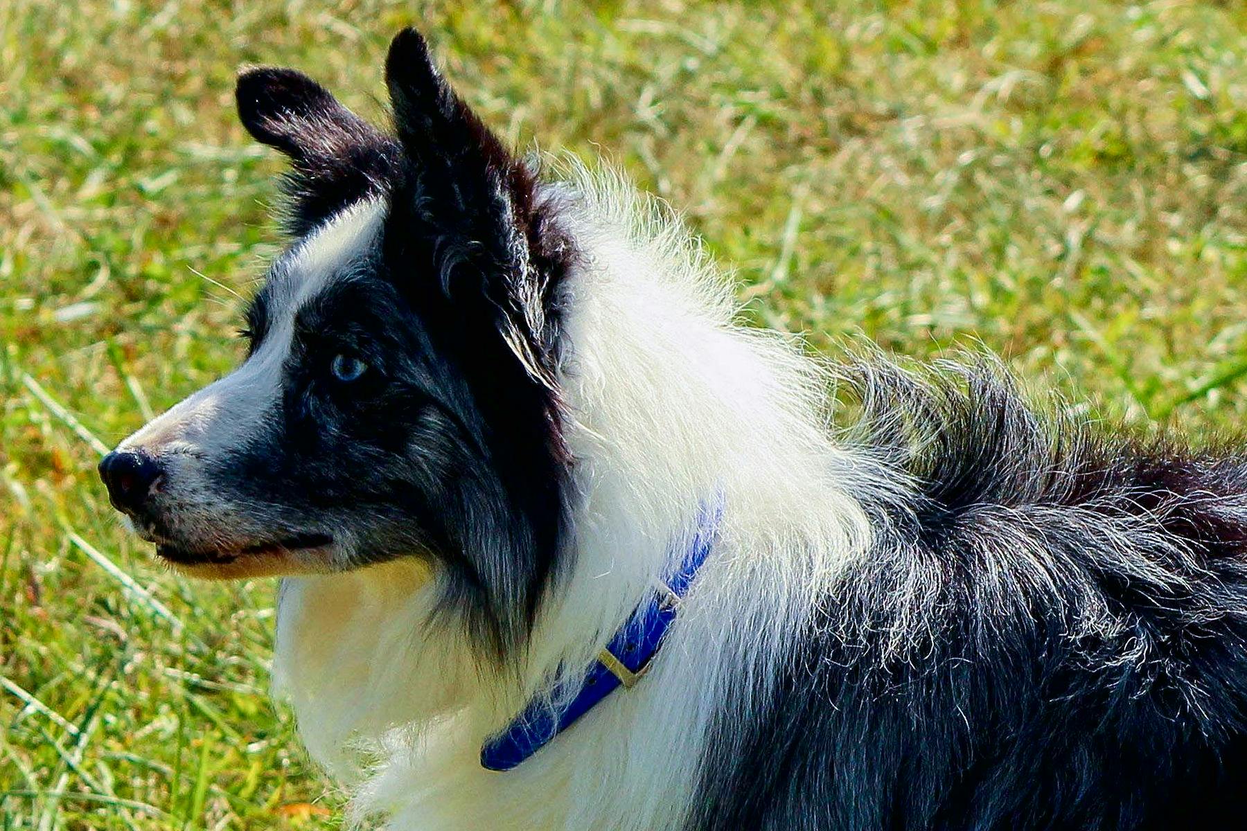 Top Dog Sitters and Boarders in Annapolis, MD Wag!