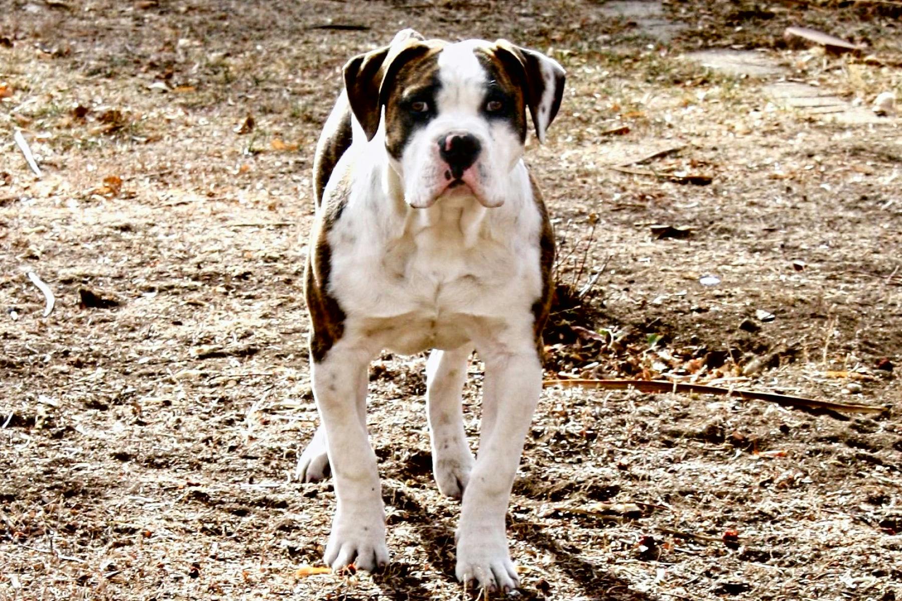 Top Dog Sitters and Boarders in Atlanta, GA Wag!