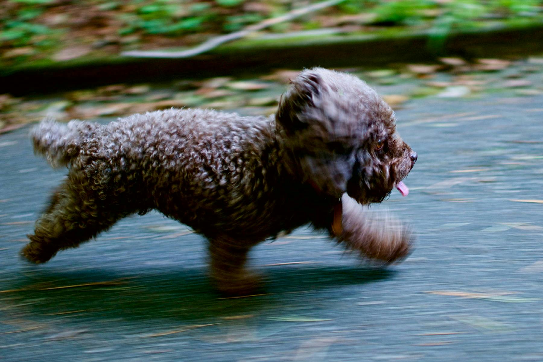 Top Dog Sitters and Boarders in Austin, TX Wag!