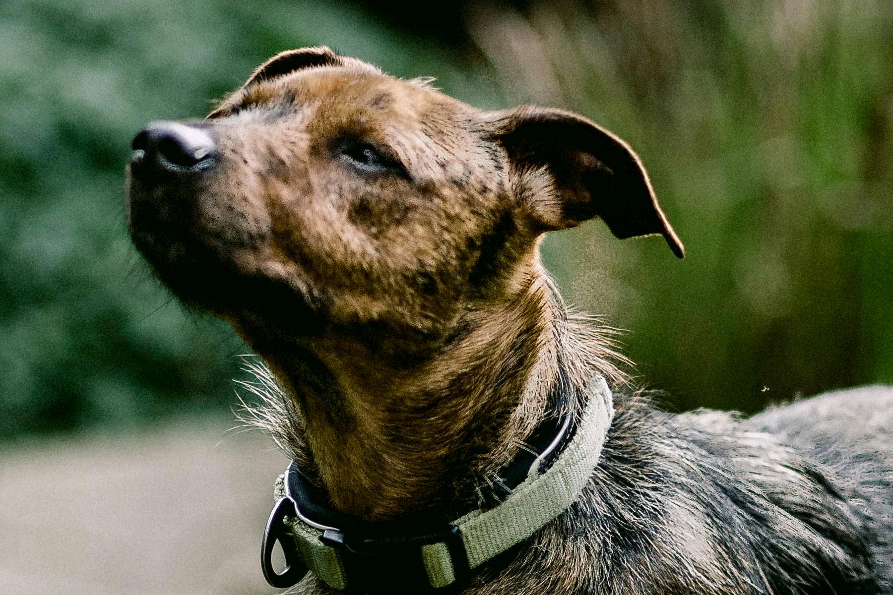 Top Dog Sitters and Boarders in Baltimore, MD Wag!