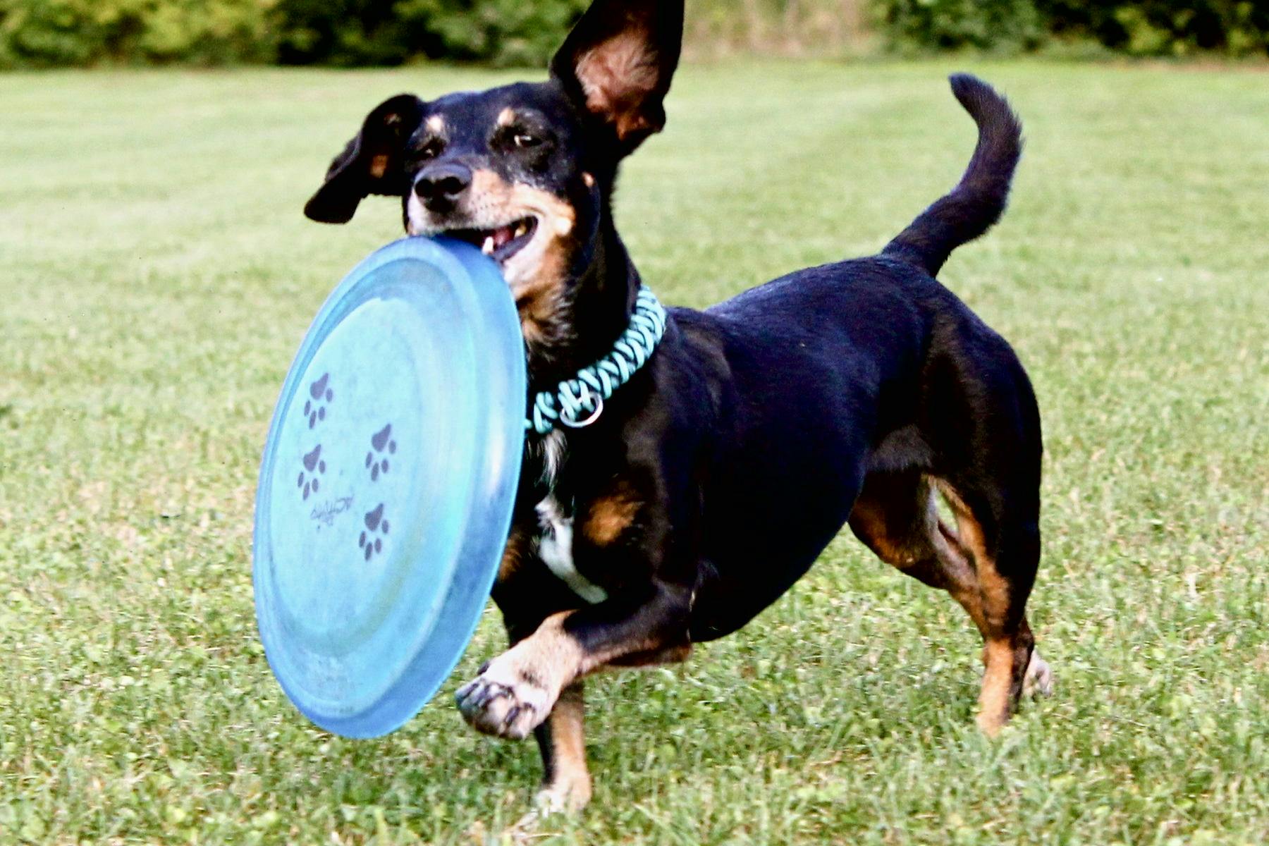 Top Dog Sitters and Boarders in Baltimore, MD Wag!