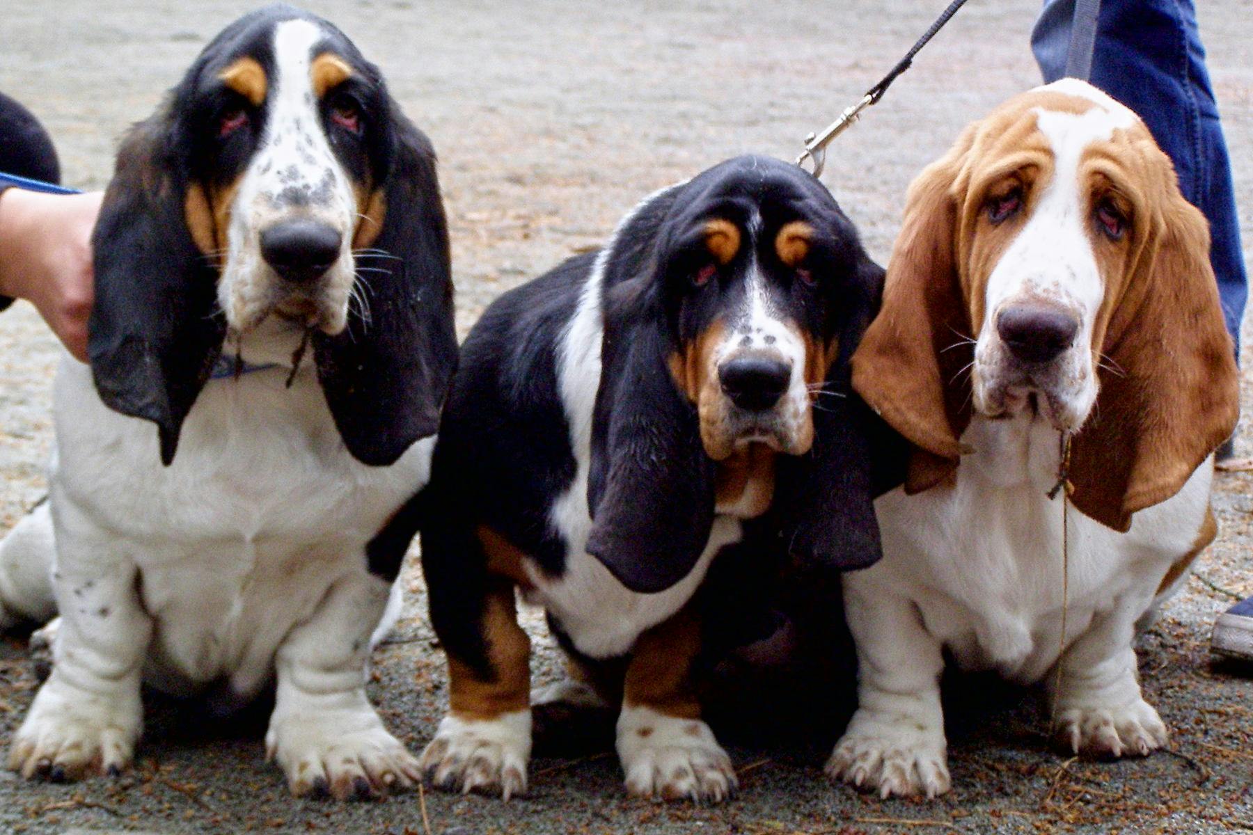 Top Dog Sitters and Boarders in Baltimore, MD Wag!