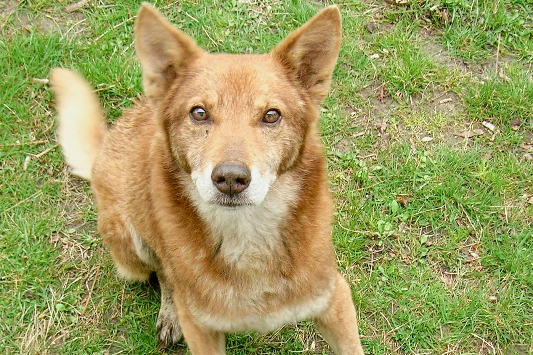 Top Dog Sitters and Boarders in Birmingham, AL Wag!