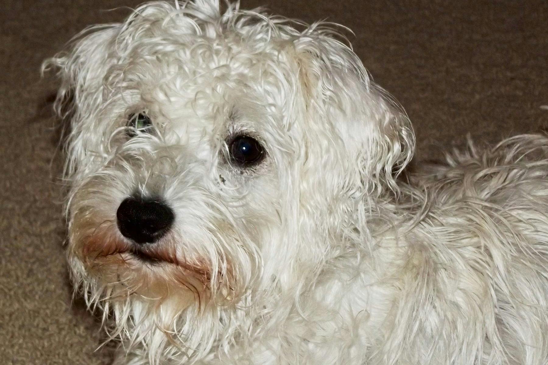 Top Dog Sitters and Boarders in Birmingham, AL Wag!