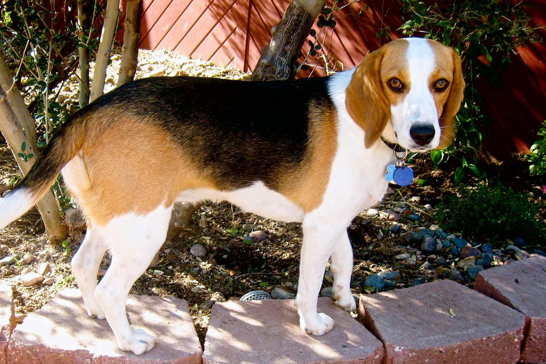 Day of the Dog: Run, Walk, or Jog 5k and 10k