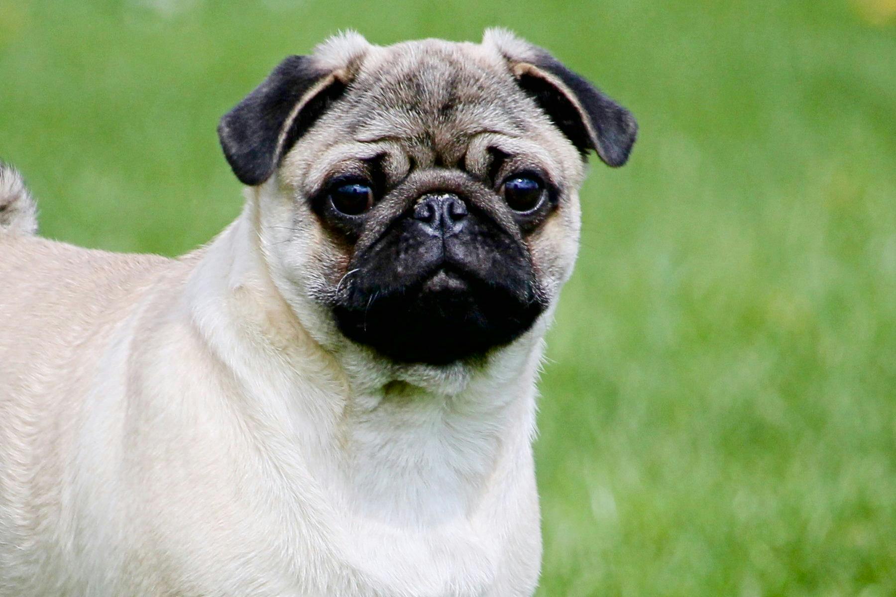 Canine Beach at Bozeman Pond