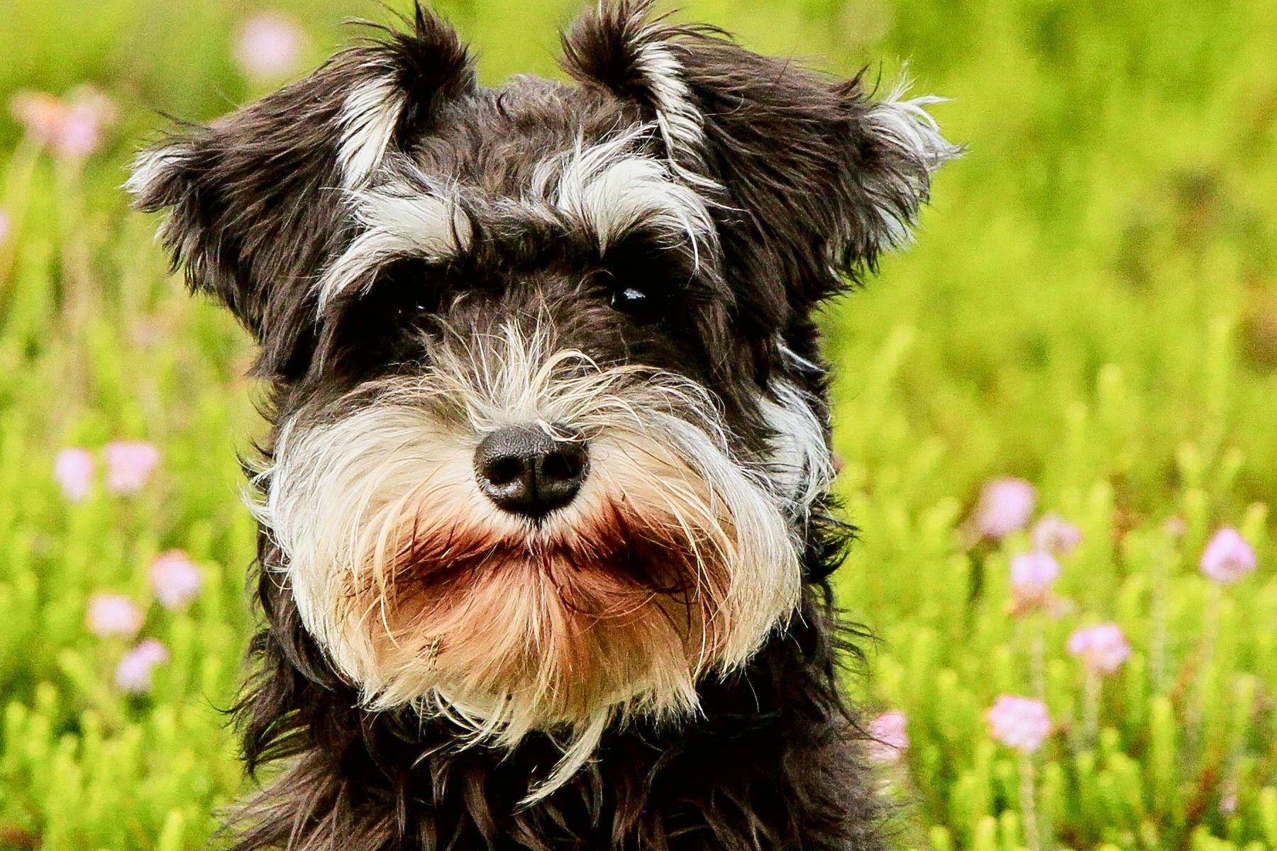 Top Dog Sitters and Boarders in Canton, MI Wag!