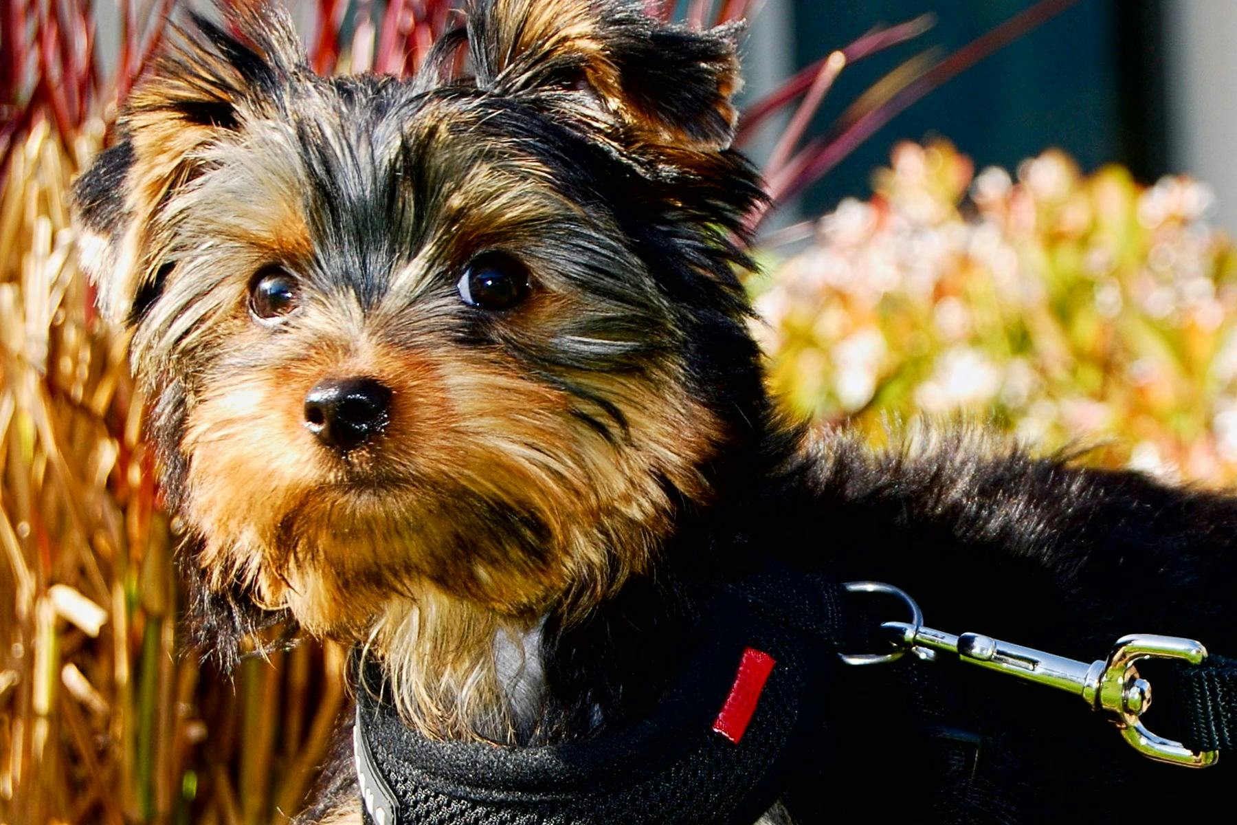 Top Dog Sitters and Boarders in Canton, MI Wag!