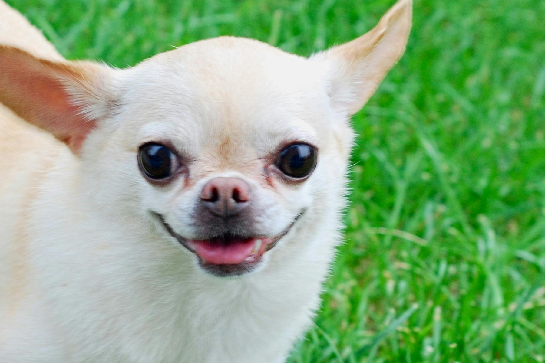 Concerts in the Park