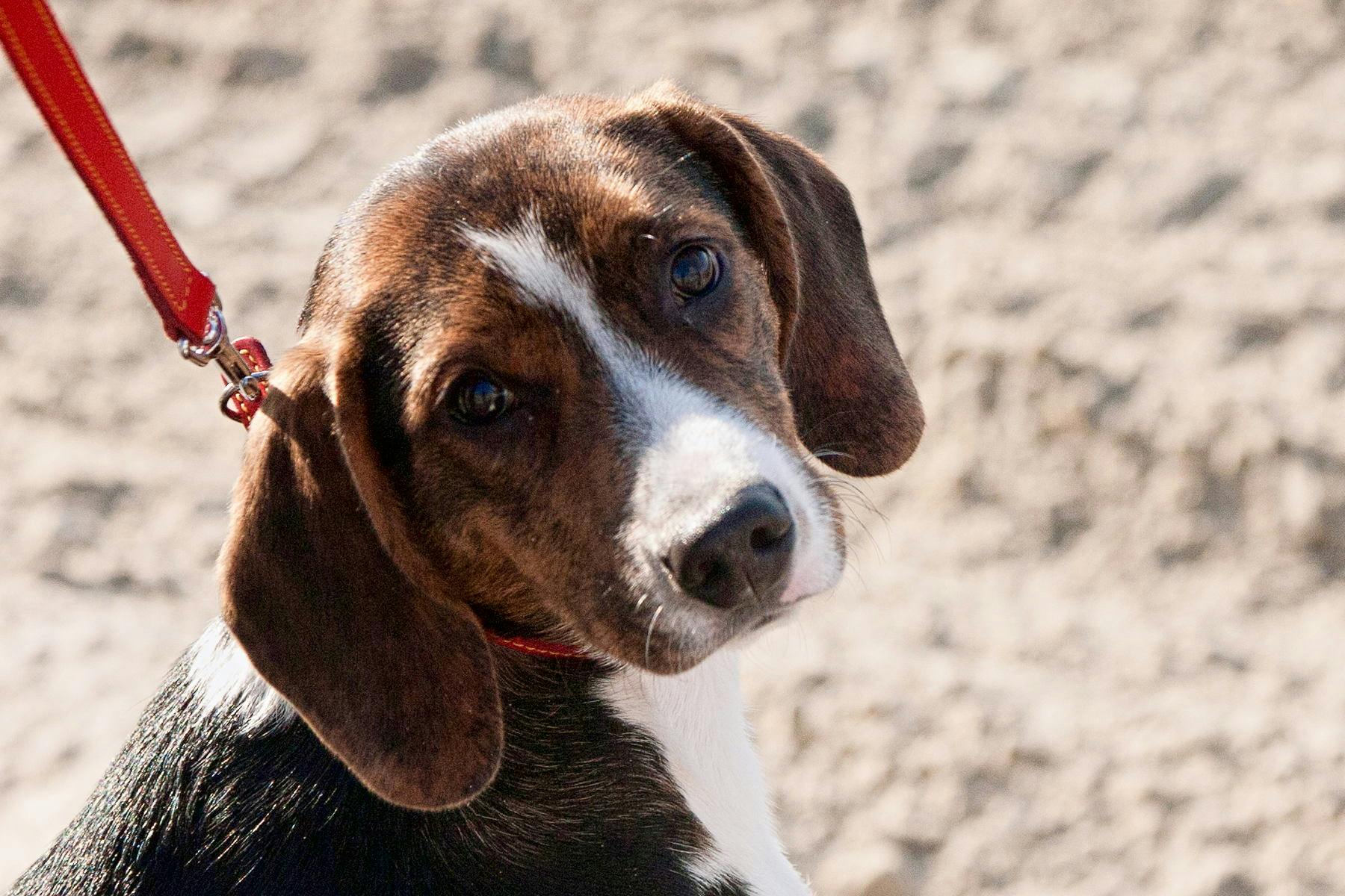 Top Dog Sitters and Boarders in Canton, MI Wag!