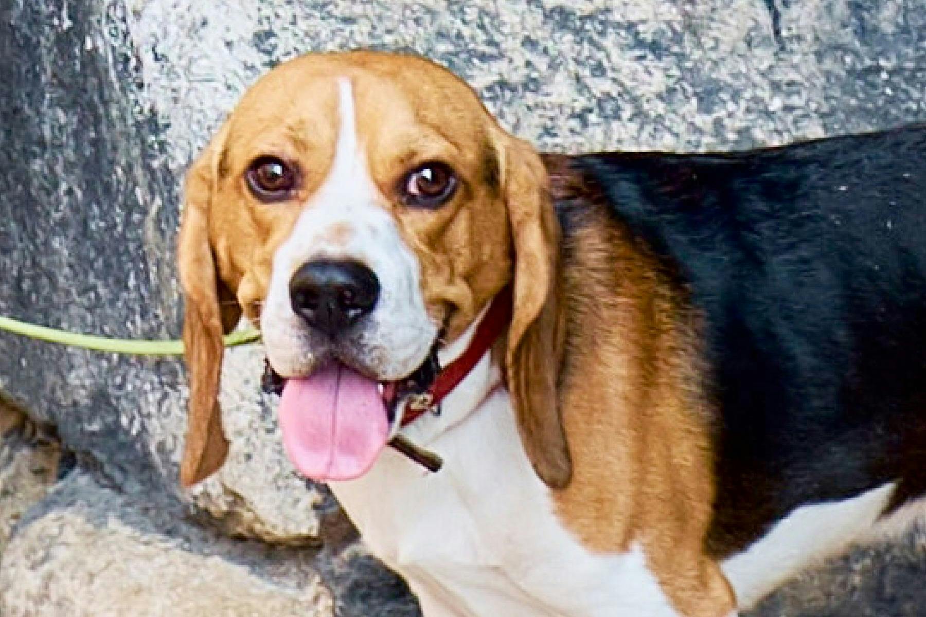 Top Dog Sitters and Boarders in Chandler, AZ Wag!