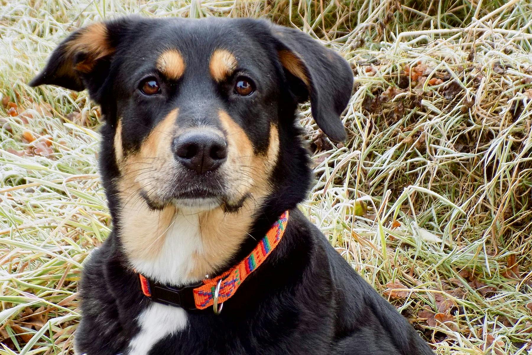 Top Dog Sitters and Boarders in Charleston, SC Wag!