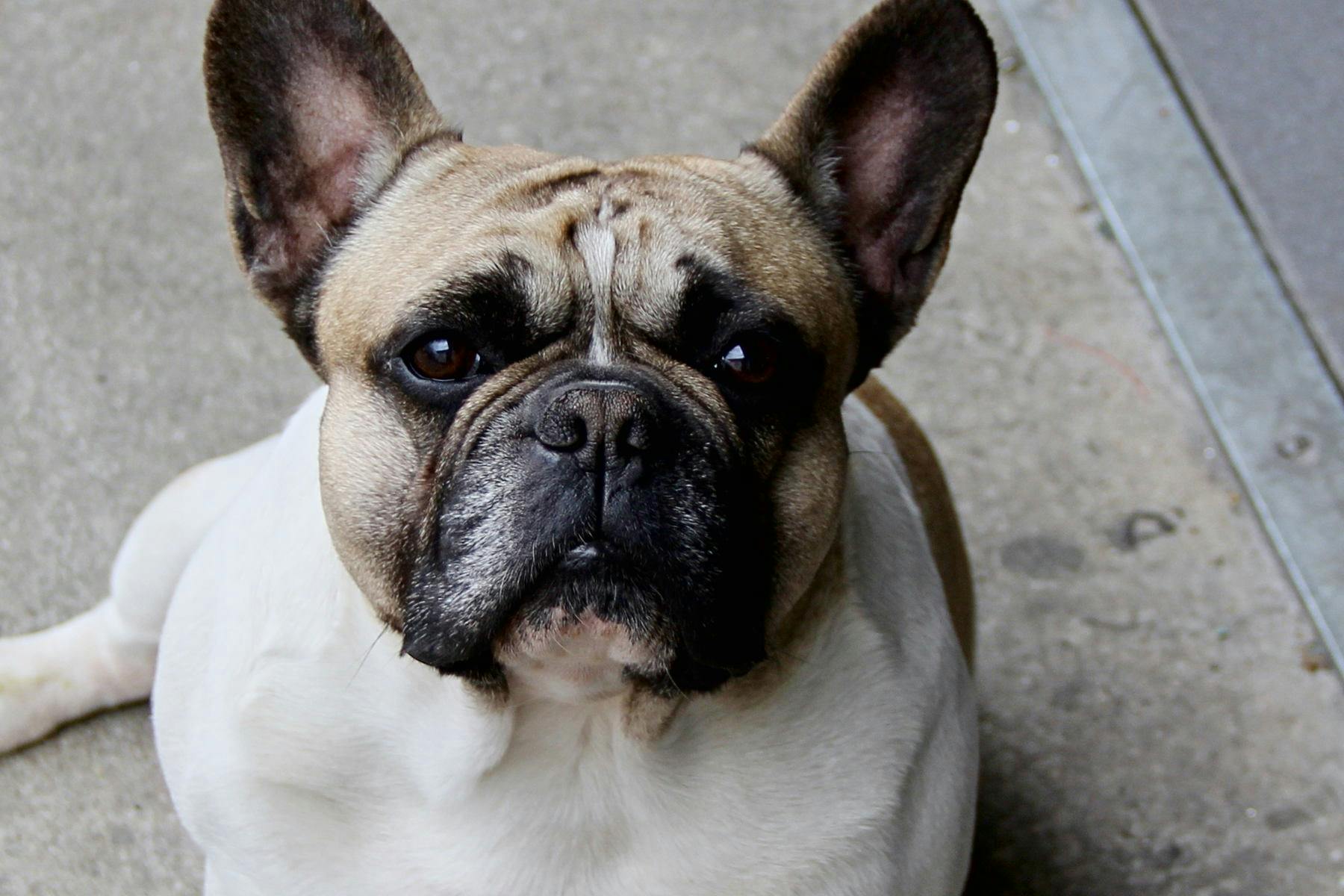 Top Dog Sitters and Boarders in Charleston, SC Wag!