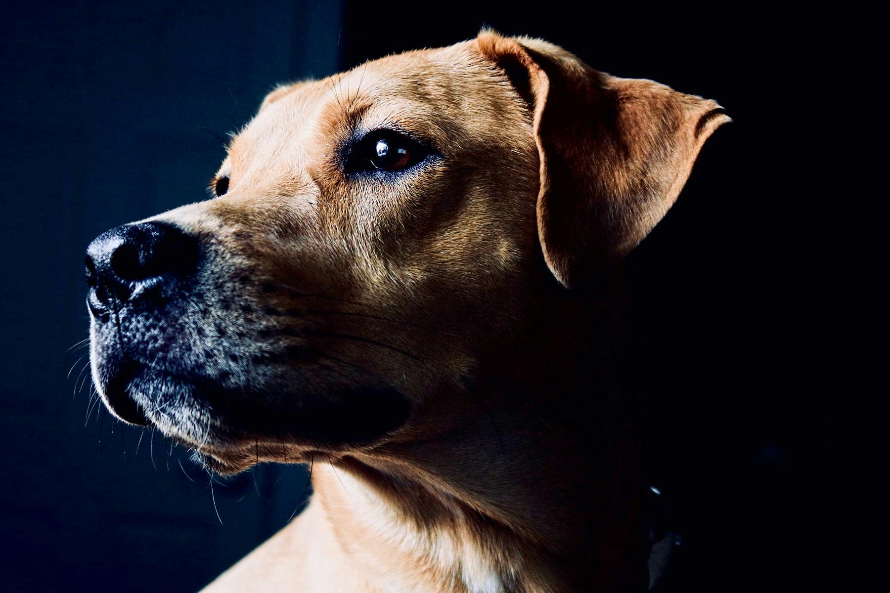 Top Dog Sitters and Boarders in Charlotte, NC Wag!