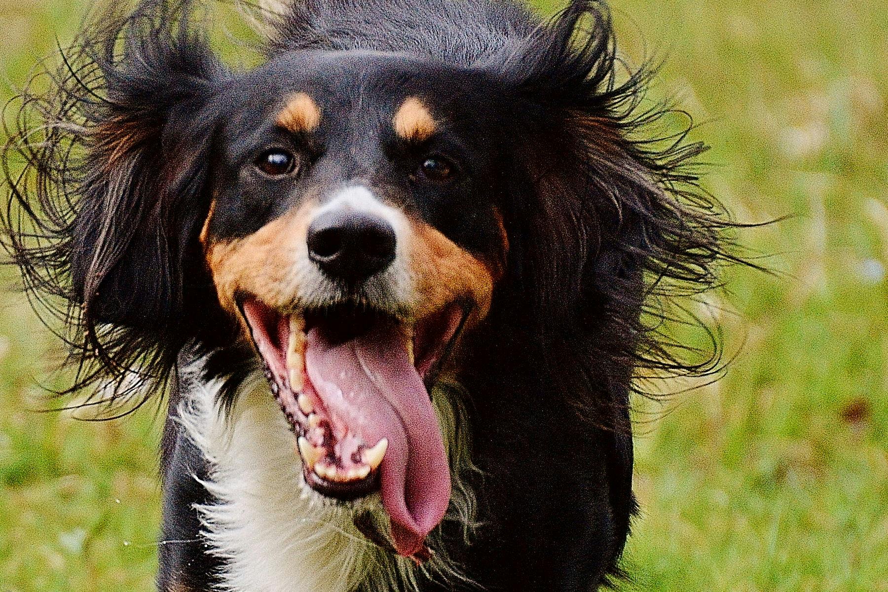 Top Dog Sitters and Boarders in Chattanooga, TN Wag!