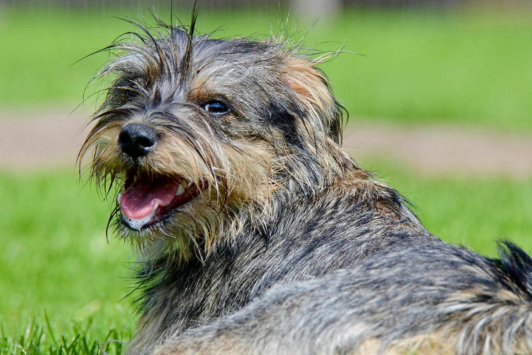 Top Dog Sitters and Boarders in Chicago, IL Wag!