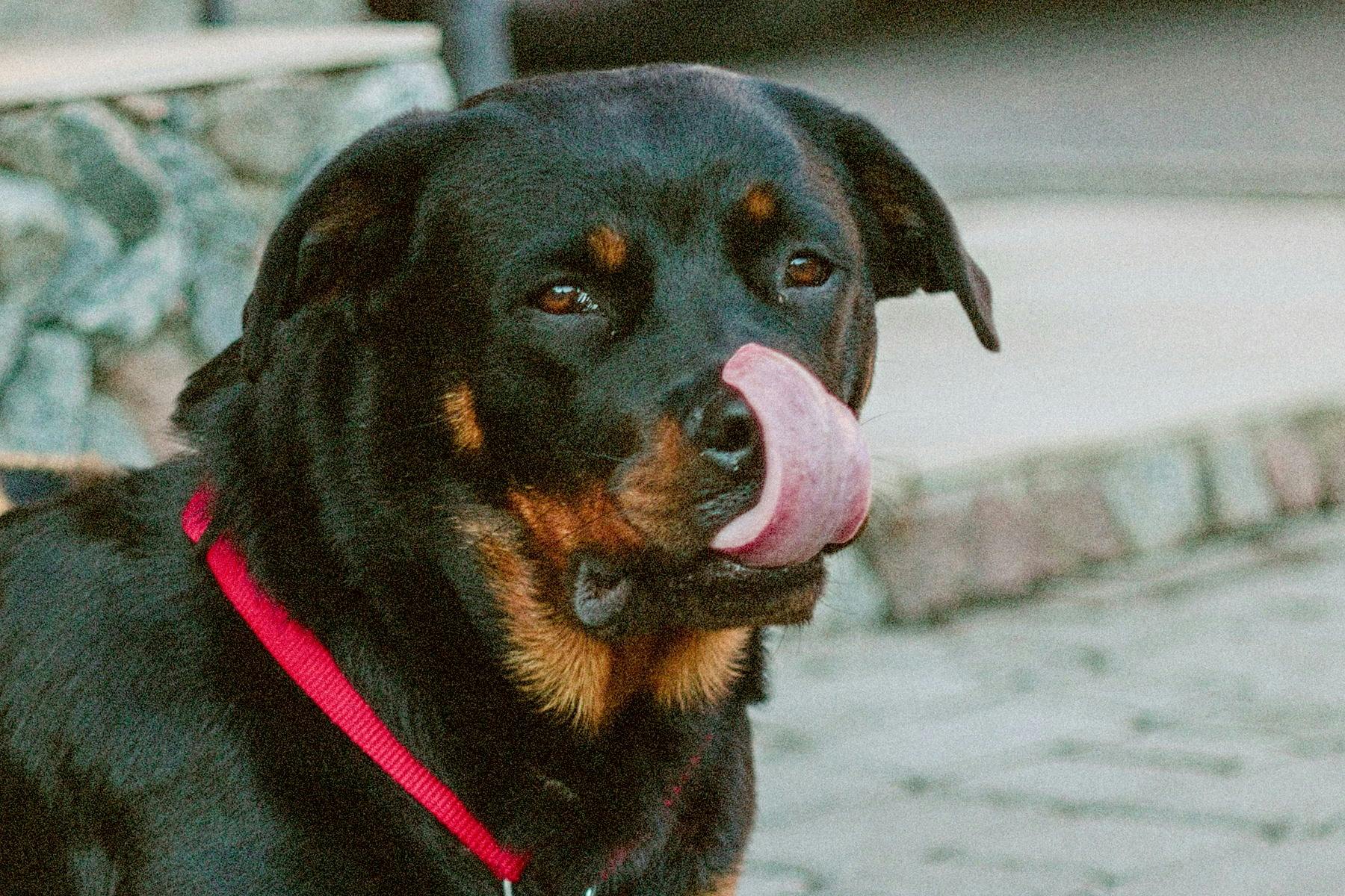 Top Dog Sitters and Boarders in Chicago, IL Wag!