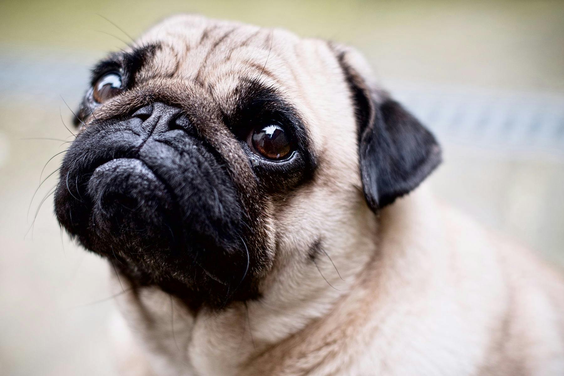 Top Dog Sitters and Boarders in Chicago, IL Wag!