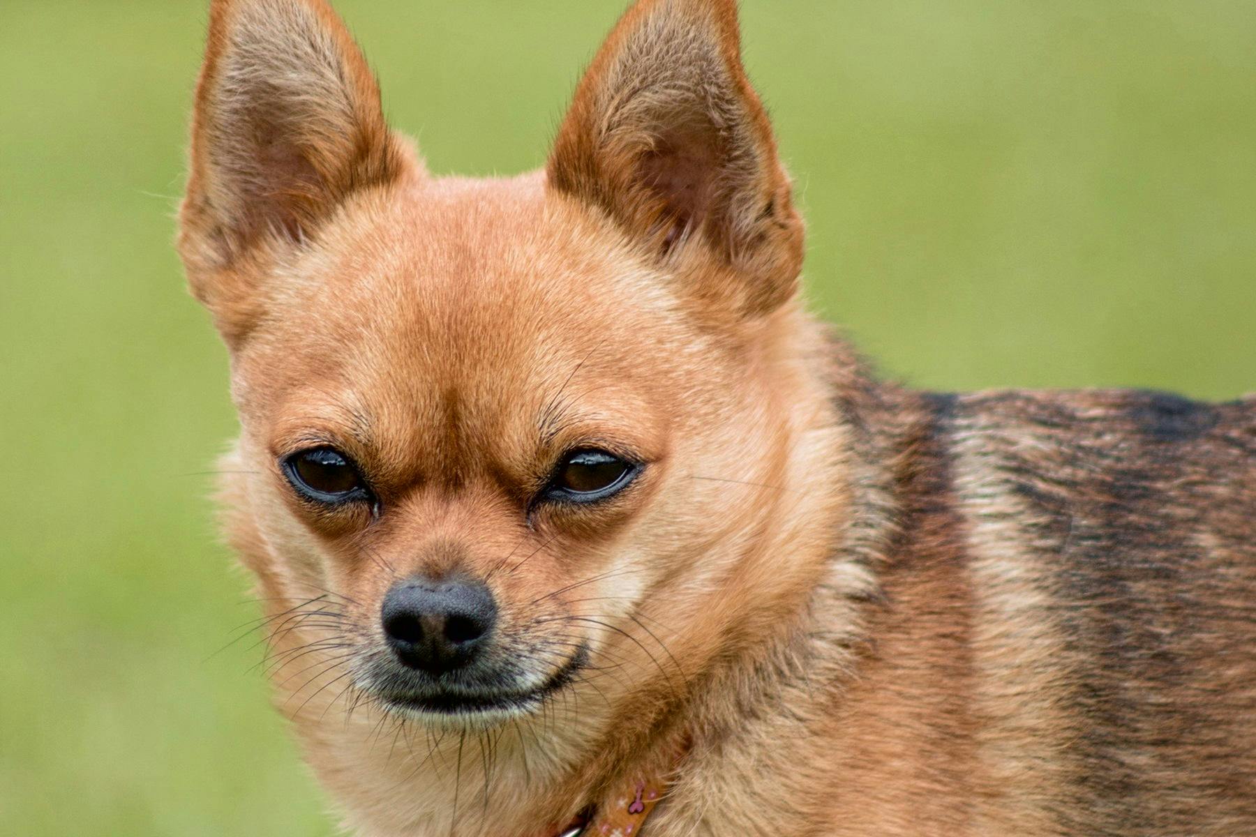 Top Dog Sitters and Boarders in Colorado Springs, CO Wag!